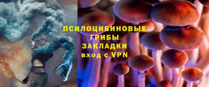 Псилоцибиновые грибы Psilocybe  как найти   Бугульма 